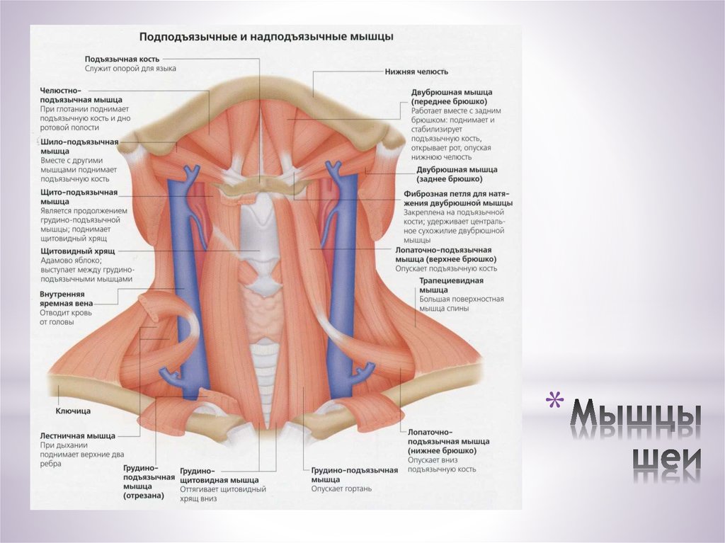 Мышцы шеи
