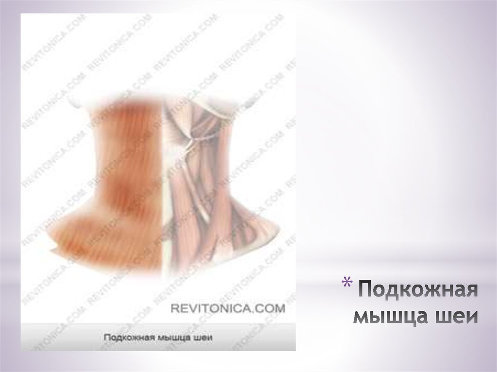 Подкожная мышца шеи