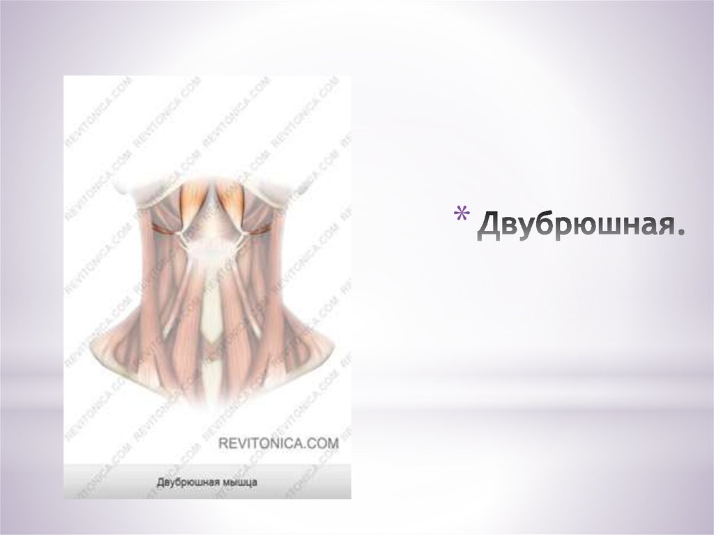 Двубрюшная.