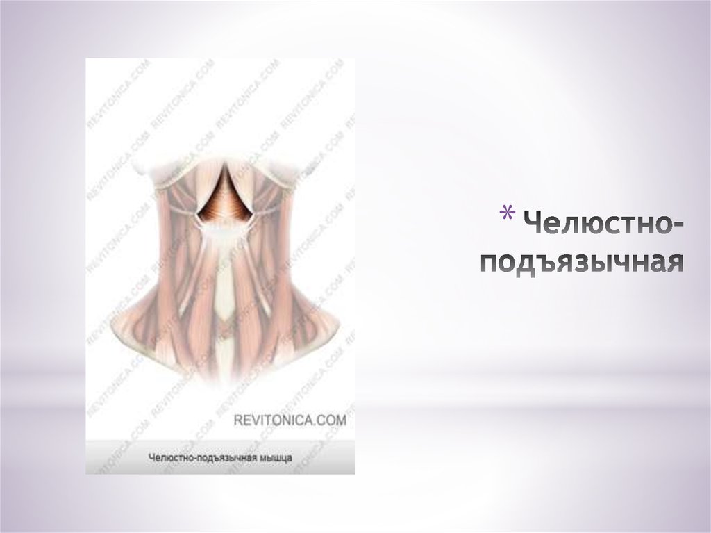 Челюстно-подъязычная