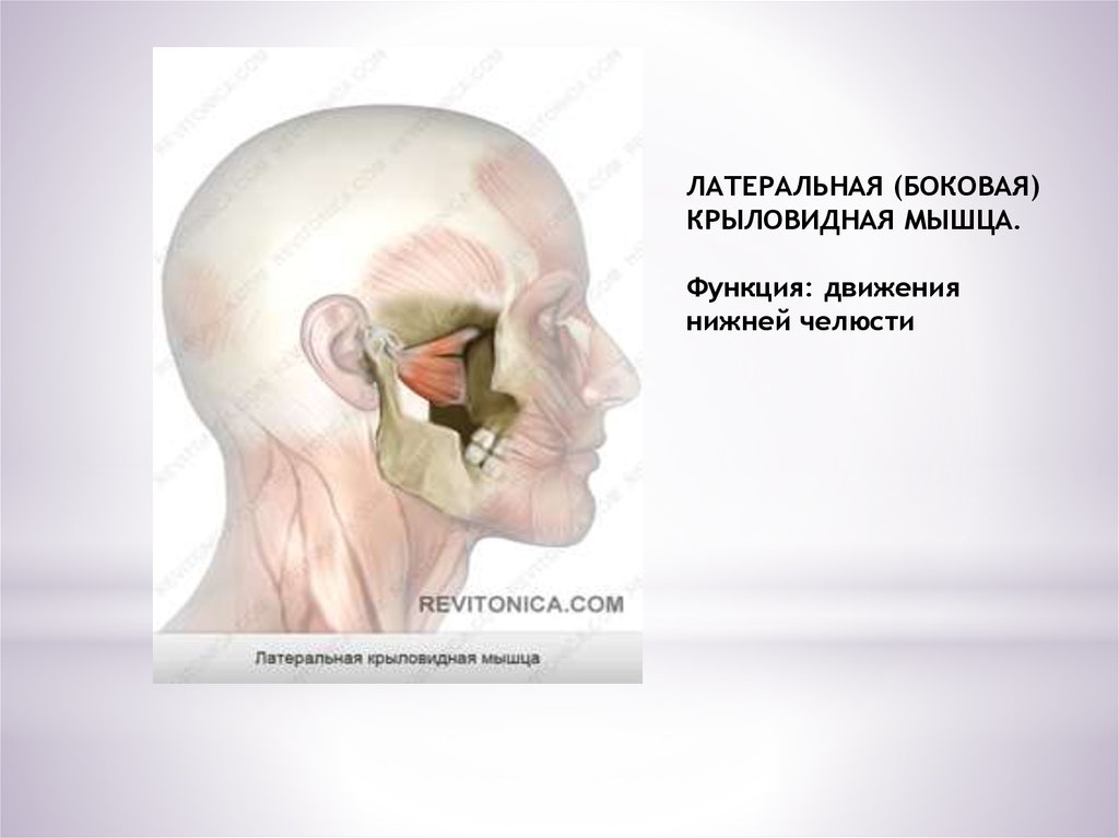 Медиальная крыловидная мышца. Латеральная крыловидная мышца функции. Натуральная крововидная мышца. Латеральная Клиновидня мышца. Лотерально крыловая мыщца.