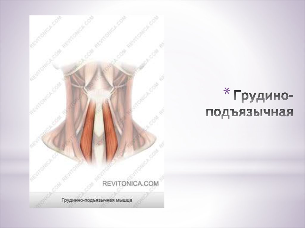 Грудино-подъязычная