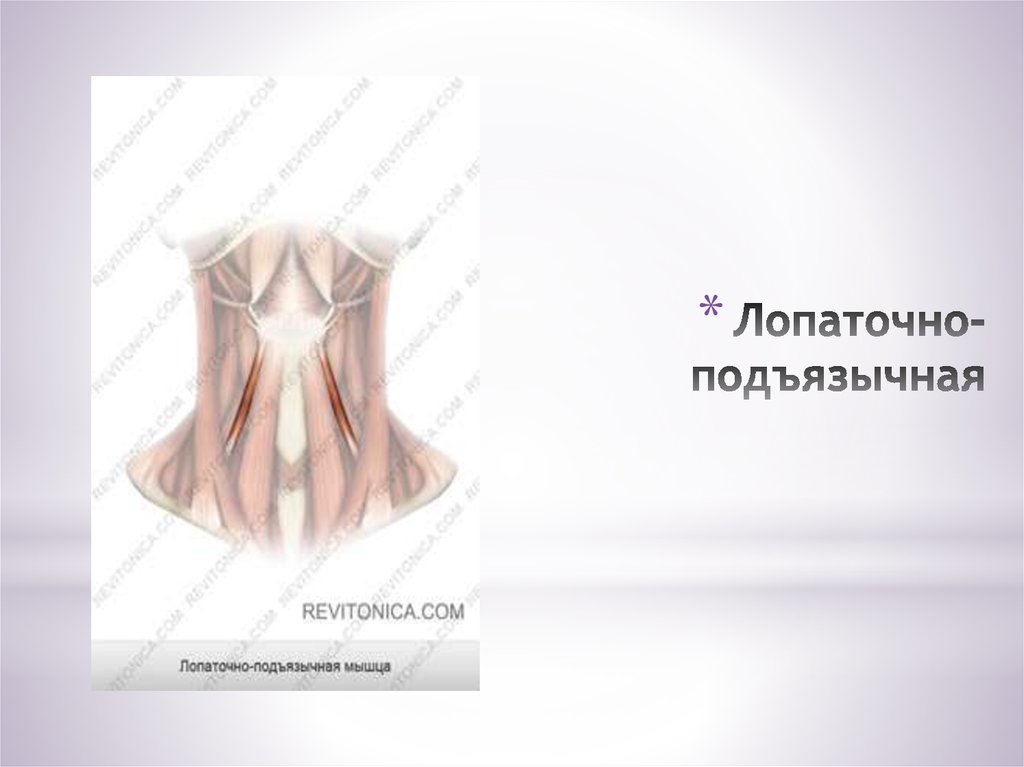 Лопаточно-подъязычная