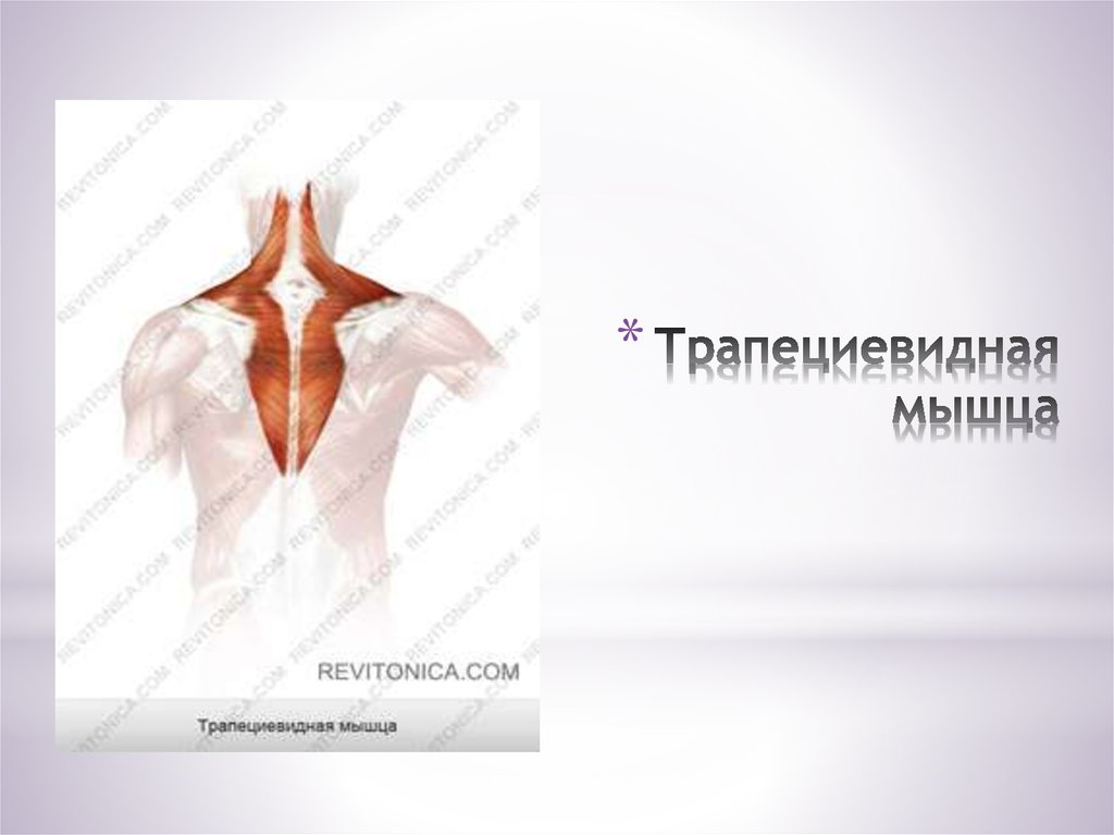 Трапециевидная мышца