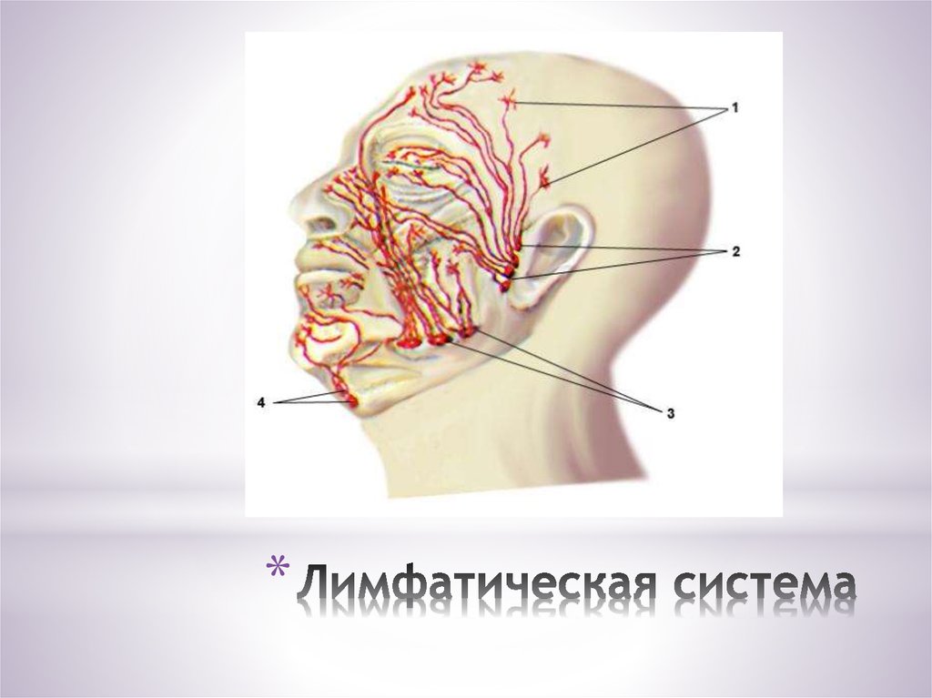 Около система. Лимфатическая система лица в массаже. Лимфатическая система глаза человека. Лимфатические сосуды глаза. Лимфатическая система лица схема массаж.