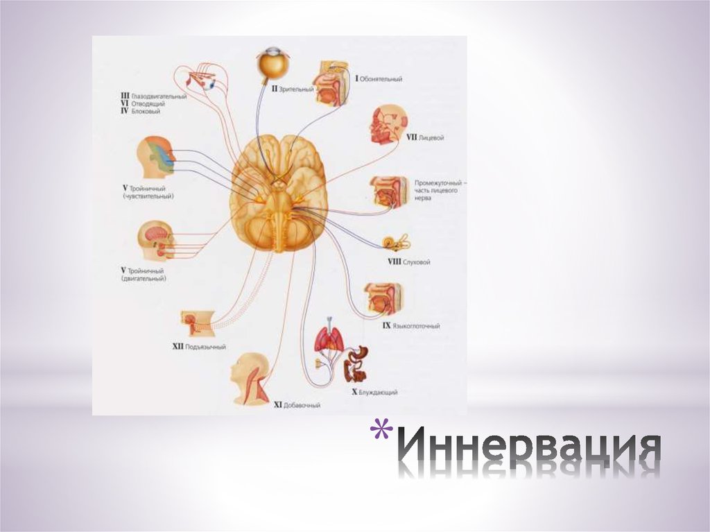 Иннервация