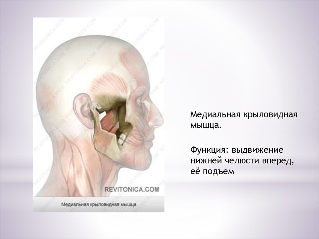 Мышцы нижней челюсти. Медиальная крыловидная мышца. Мышцы выдвигающие нижнюю челюсть вперед. Медиальная крыловидная мышца функции. Медиальная крыловидная мышца челюсти.