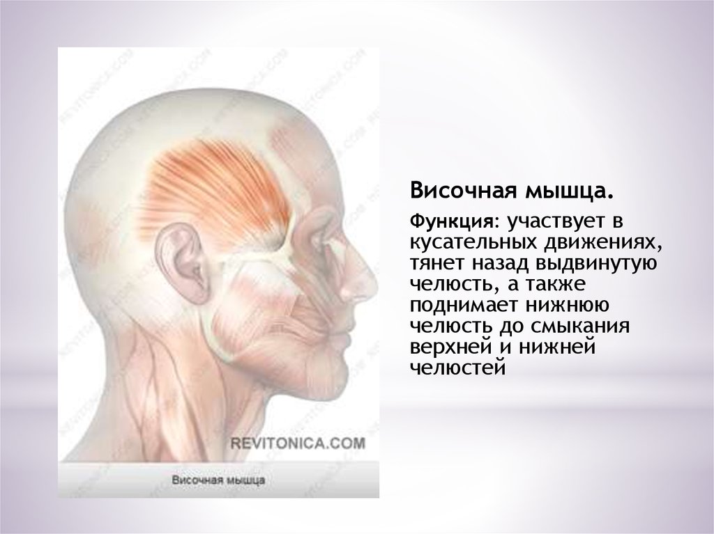 Височная мышца функция. Височная мышца начало и прикрепление. Прикрепление височной мышцы. Височная мышца мышца.