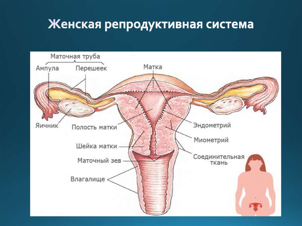 Схема половой системы женщины