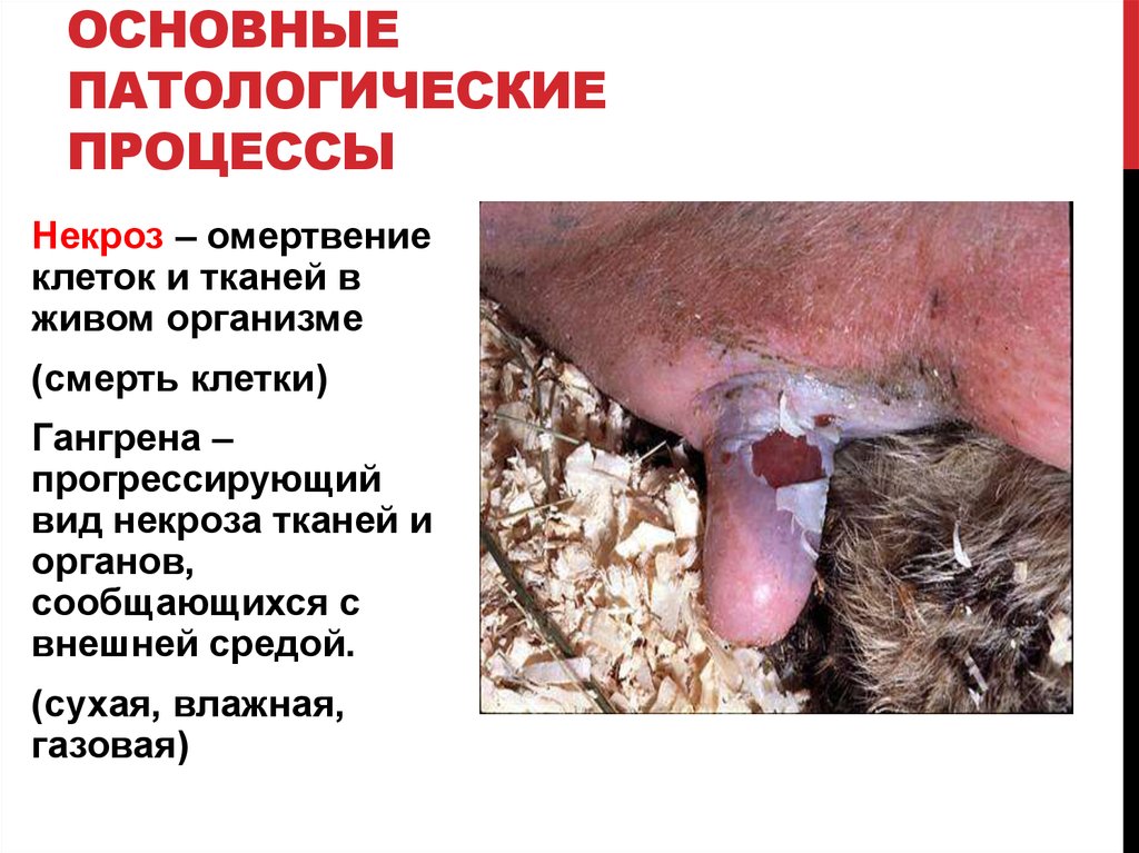 Основные патологические процессы