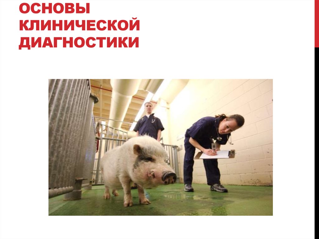 Основы клинической диагностики