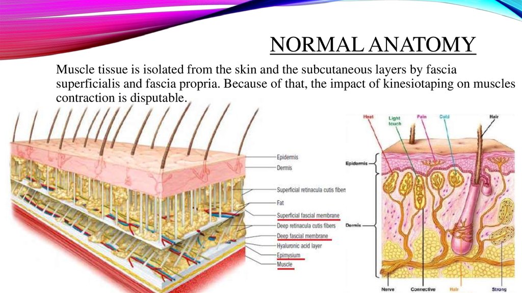 Normal anatomy. Фасция endoabdominalis. F endoabdominalis.