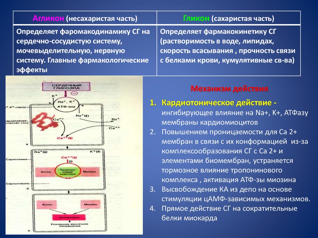 Механизм действия кардиотонических средств. Механизм действия кардиотоников. Механизм действия гликозидов. Схема действия кардиотонических средств.