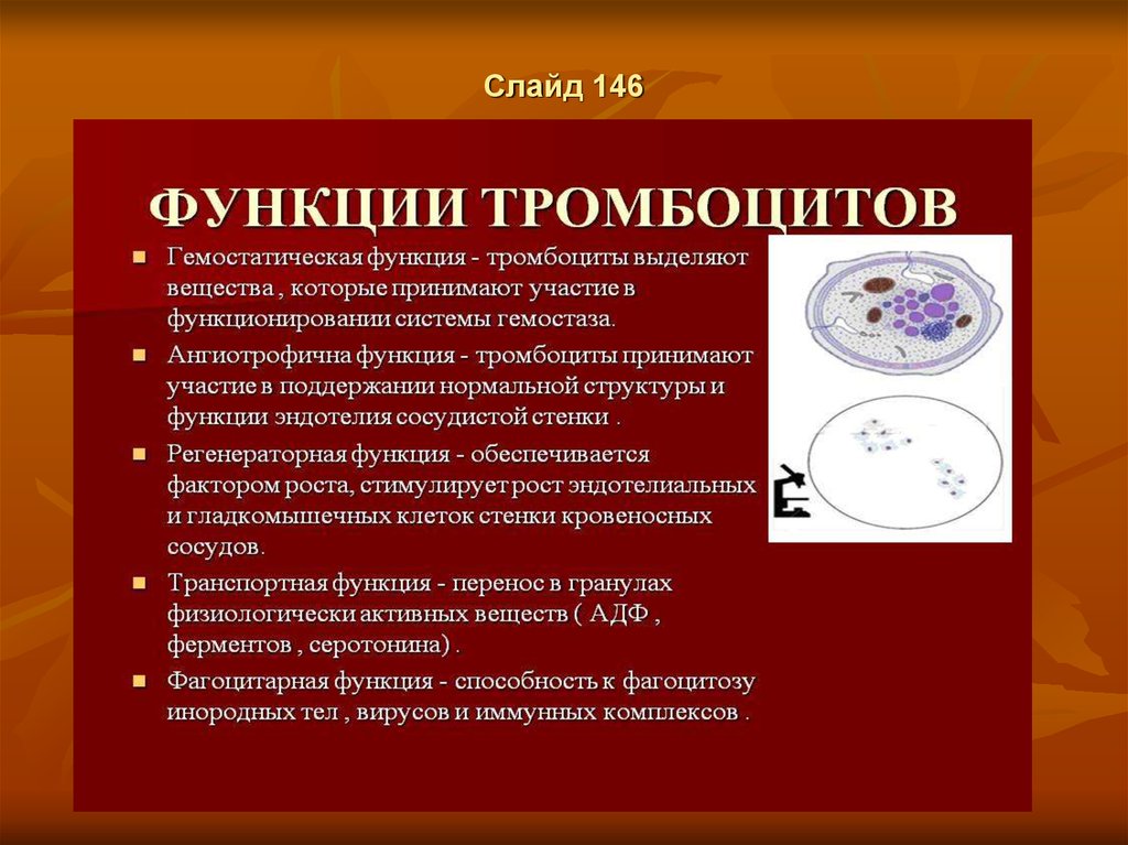 Функции системы кроветворения. Внешние и внутренние факторы кроветворения. Синдромы кроветворной системы. Медь в кроветворении. Свойства и функции тромбоцитов.