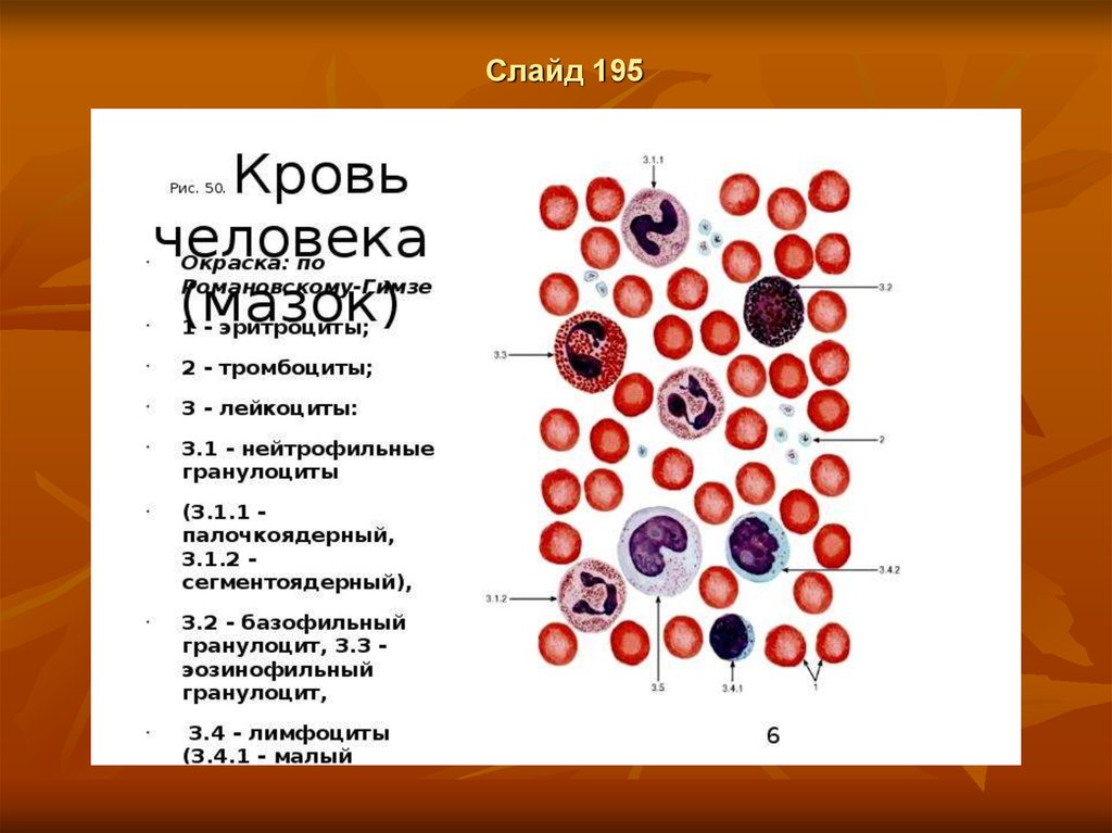 Повышенное кроветворение. Кровь и кроветворение у детей. Медь в кроветворении. Железо в кроветворении. Возрастные особенности кроветворения.