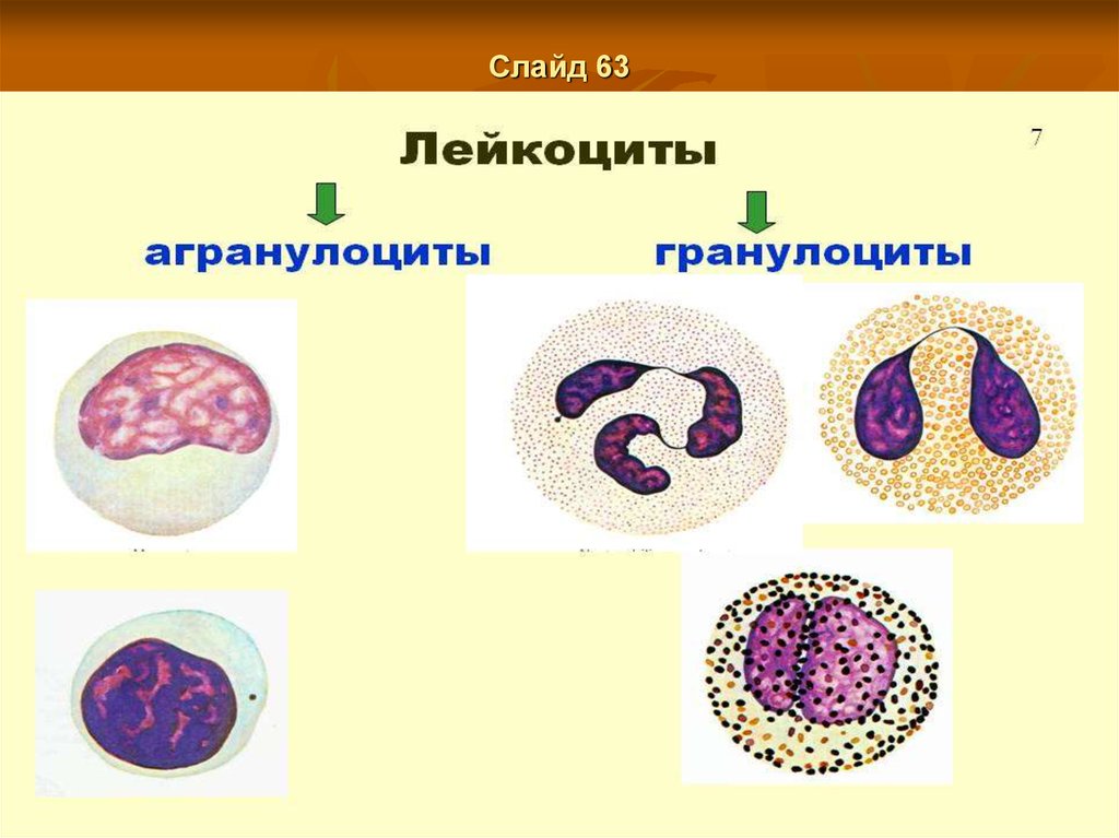 Кроветворение новорожденного