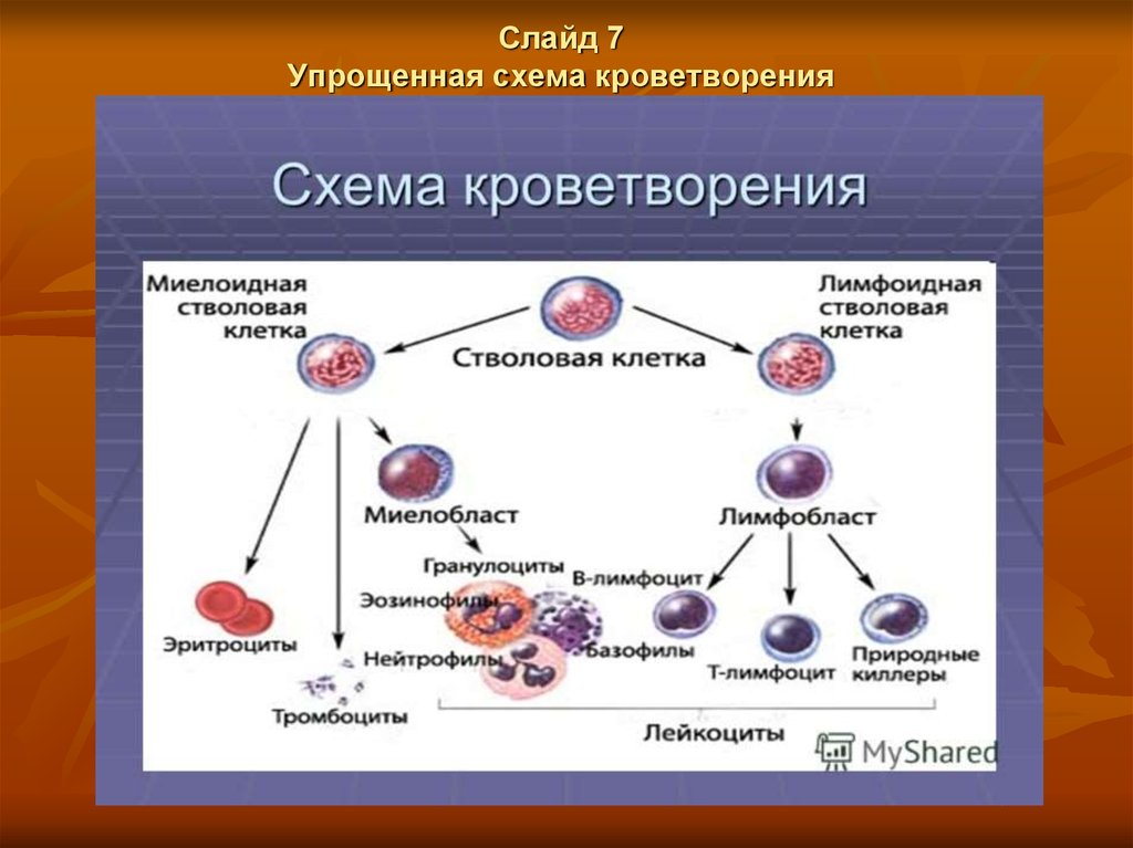 Схема клеток крови