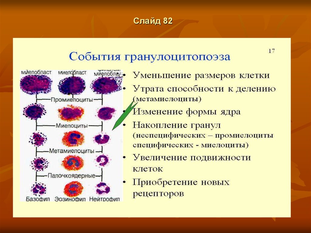 Какие клетки способны к делению. Гемопоэз презентация. Миелоциты промиелоциты метамиелоциты. Этапы гранулоцитопоэза.