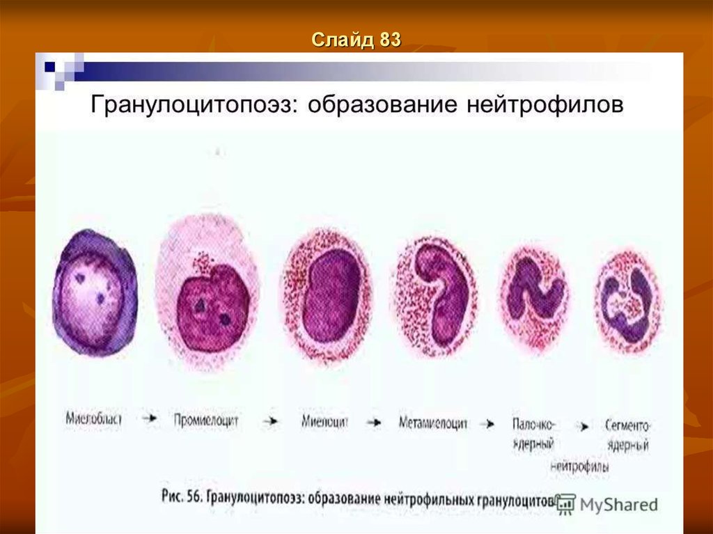 Схема созревания нейтрофилов