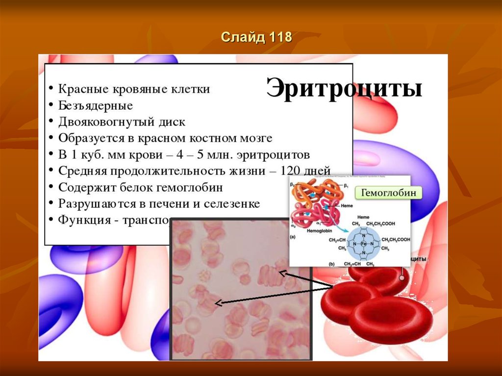 Эритроцит функции клетки. Строение крови. Строение крови человека. Функции эритроцитов в крови человека. Кровяные клетки крови.