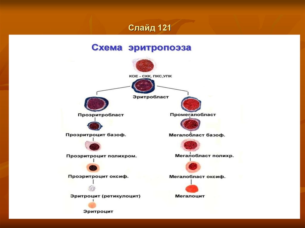 В схеме кроветворения ретикулоциты относятся к классу тест