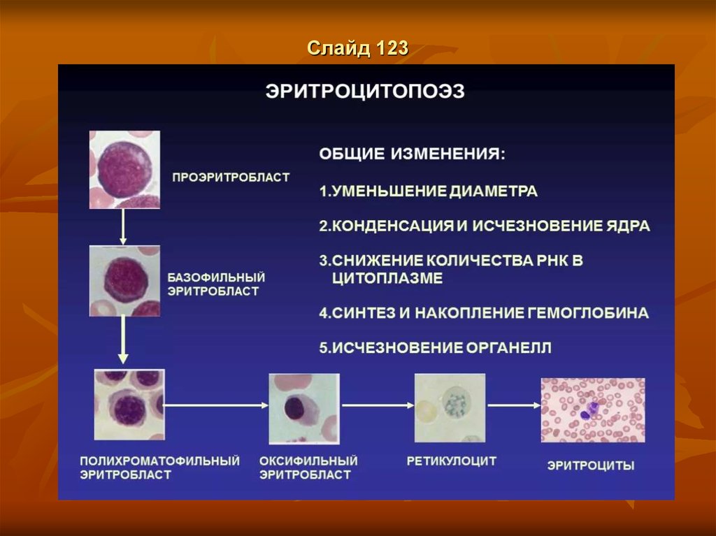 В схеме кроветворения ретикулоциты относятся к классу тест