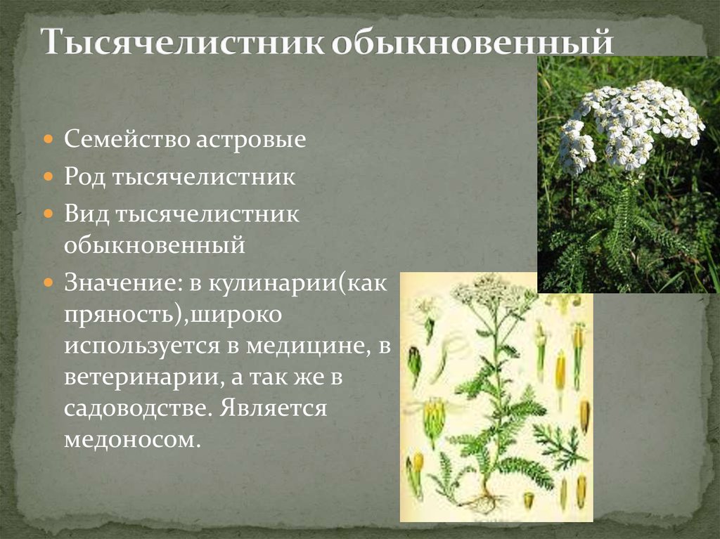 Тысячелистник фото растения описание