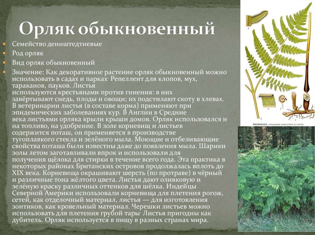 Характеристика папоротников. Папоротник орляк описание. Папоротник орляк гербарий. Папоротник орляк среда обитания. Орляк обыкновенный описание.