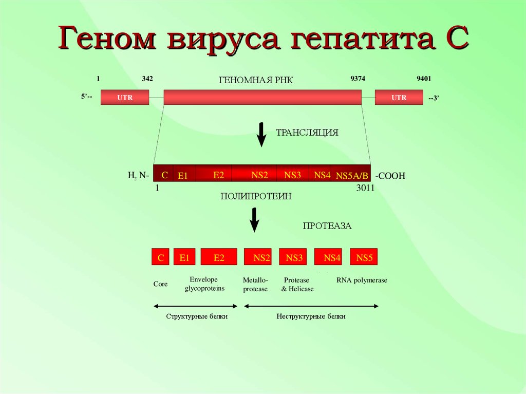 Генотип вируса это. Вирус гепатита ДНК или РНК. Схема строения генома вируса гепатита в. Геном вируса гепатита с. Геном гепатита а.