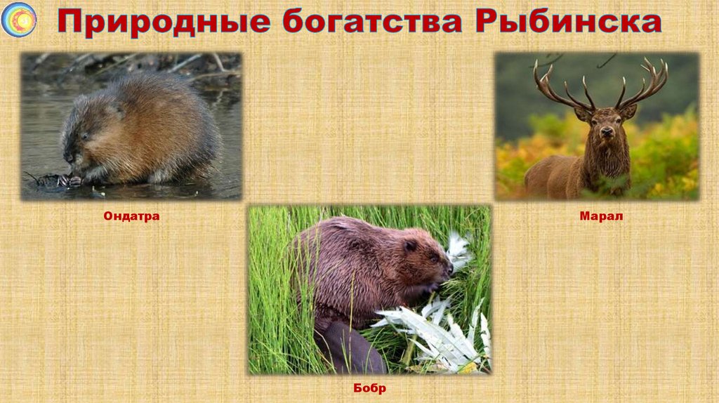 Природные богатства Рыбинска