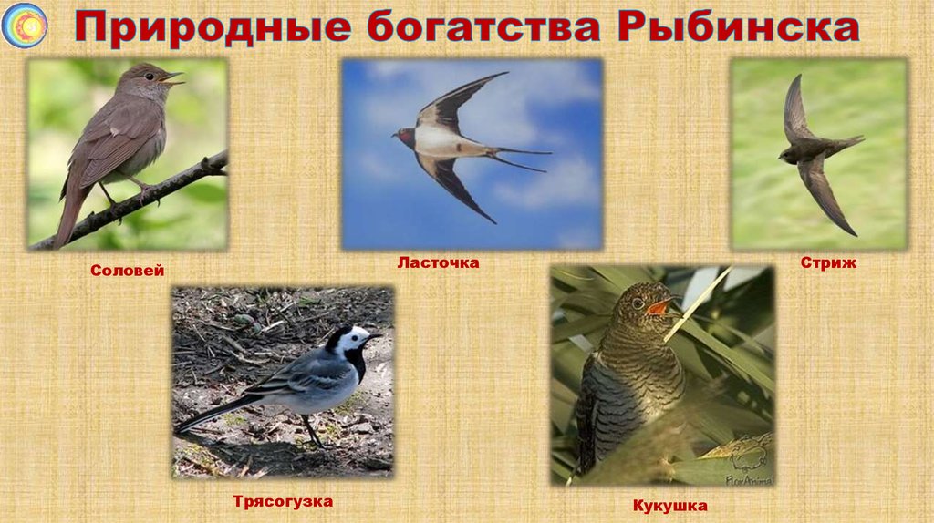 Природные богатства Рыбинска