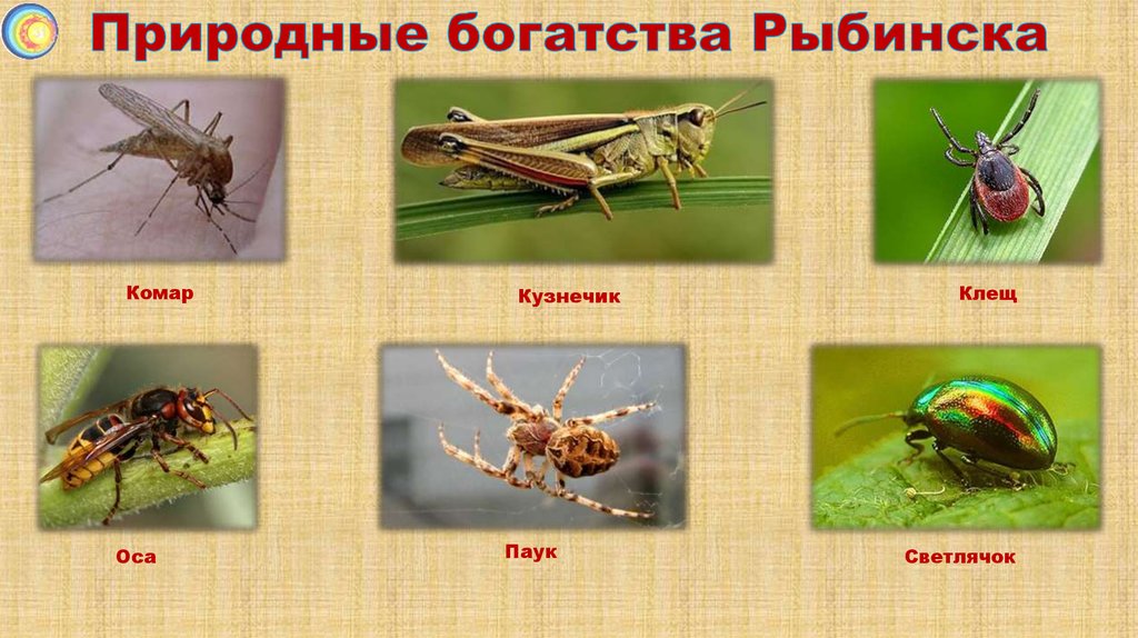 Природные богатства Рыбинска