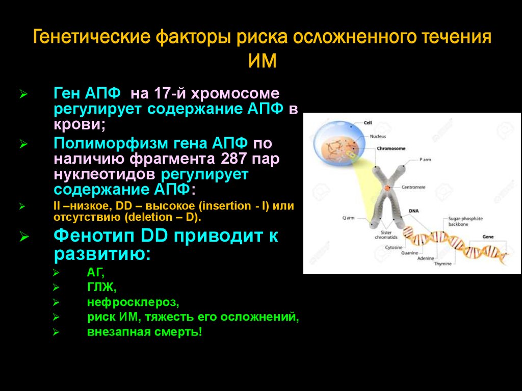Генетические факторы риска осложненного течения ИМ