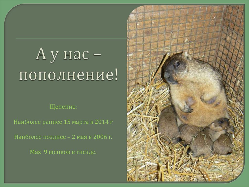 А у нас – пополнение!