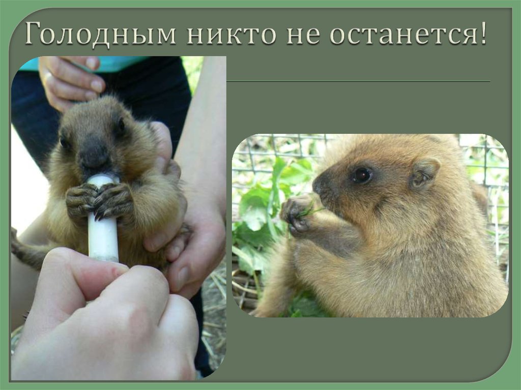 Голодным никто не останется!