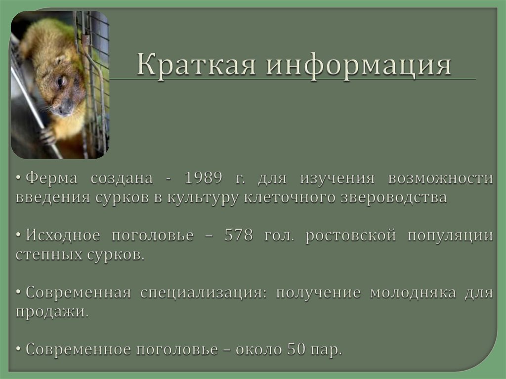 Краткая информация