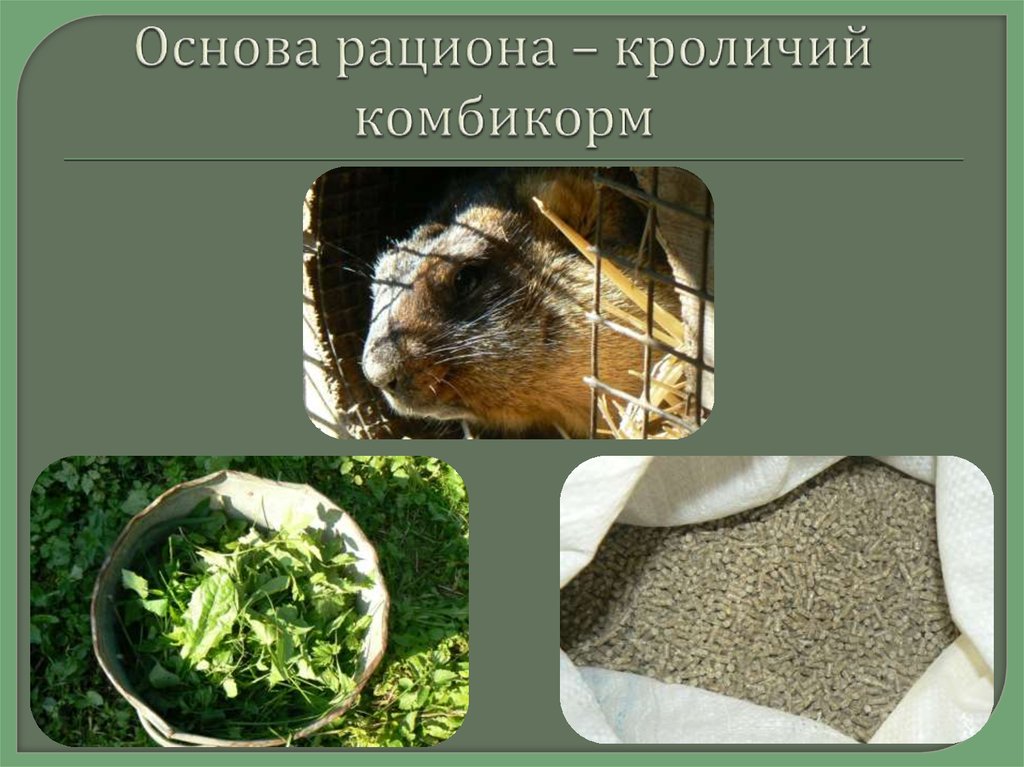 Основа рациона – кроличий комбикорм