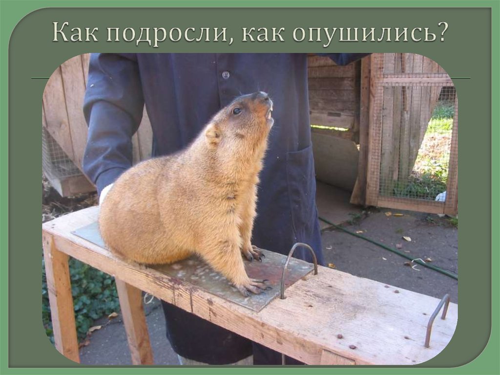 Как подросли, как опушились?