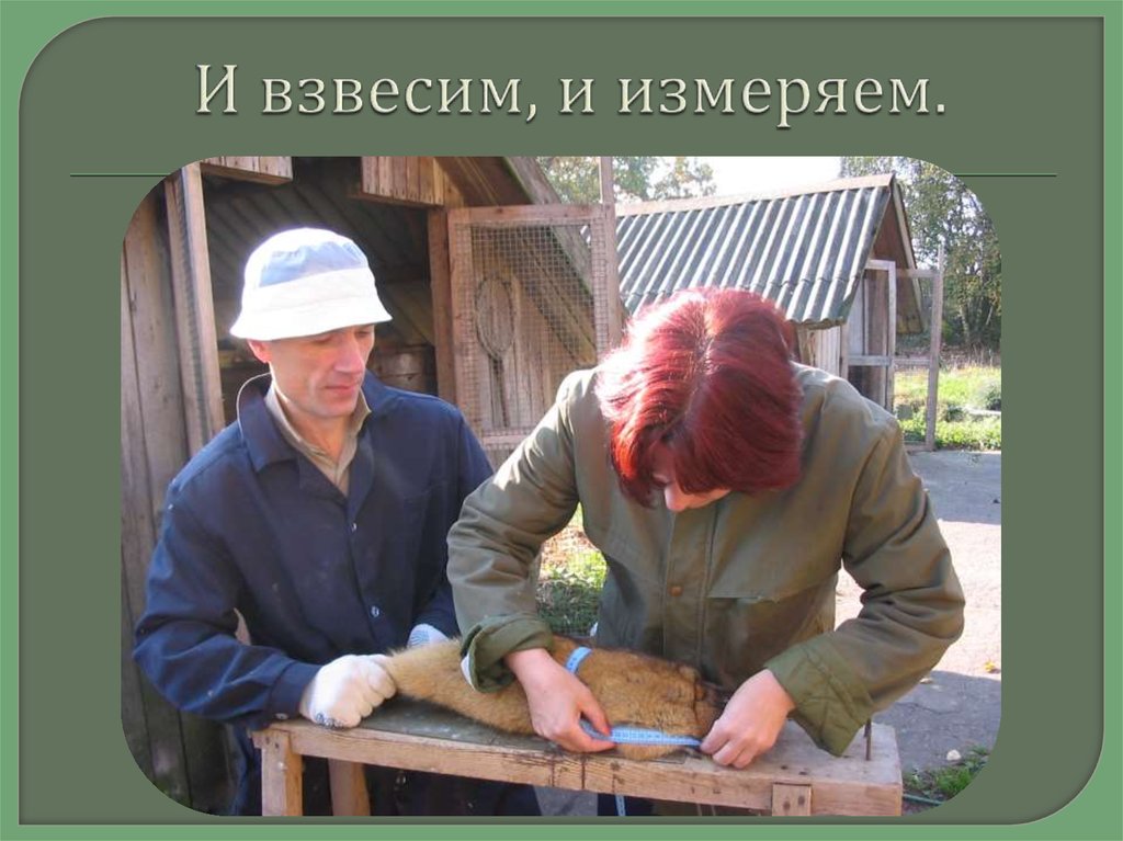 И взвесим, и измеряем.