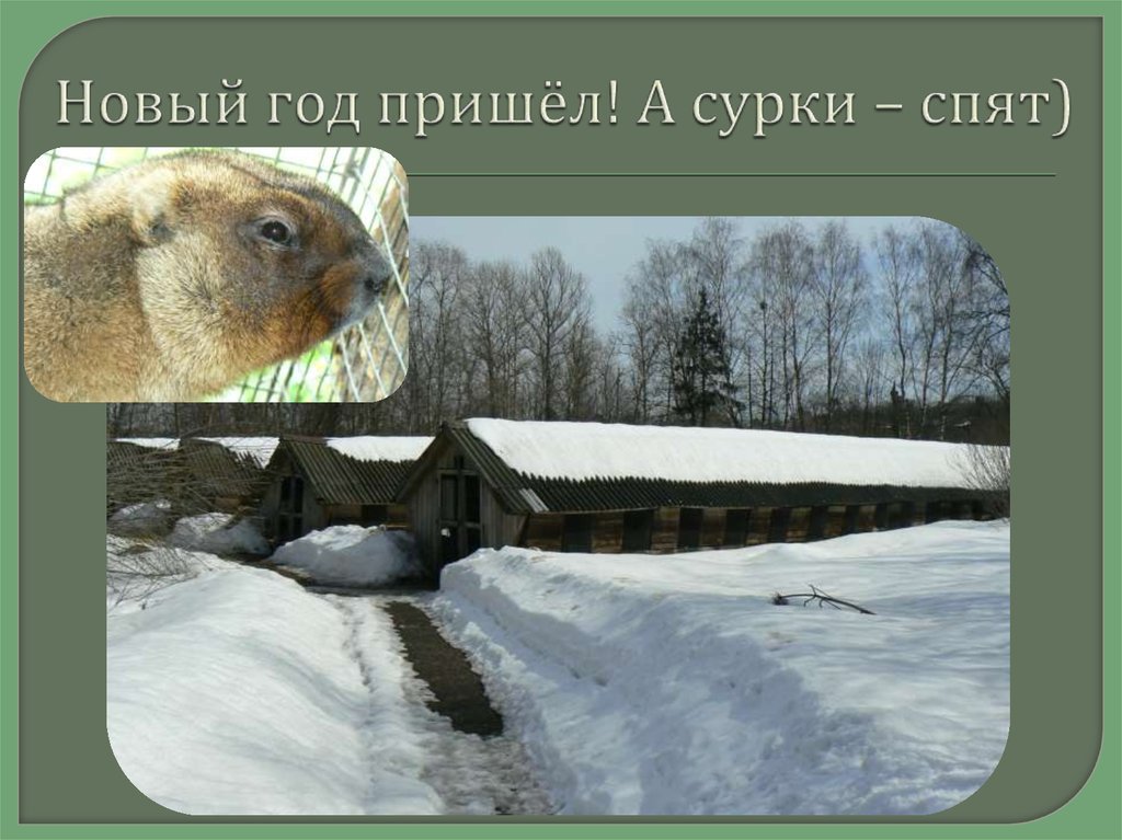 Новый год пришёл! А сурки – спят)