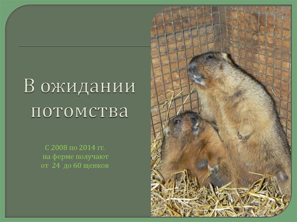 В ожидании потомства