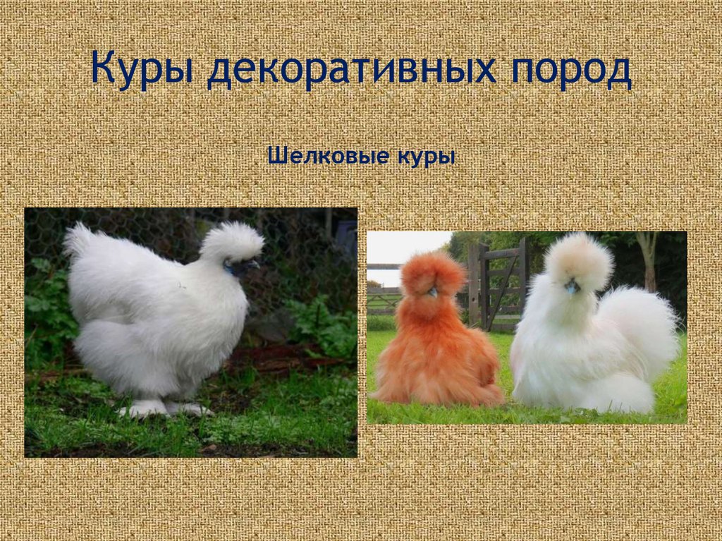 Породы кур с фотографиями названиями описанием. Породы кур с названиями. Породы кур с фотографиями. Породы кур презентация. Виды кур названия.