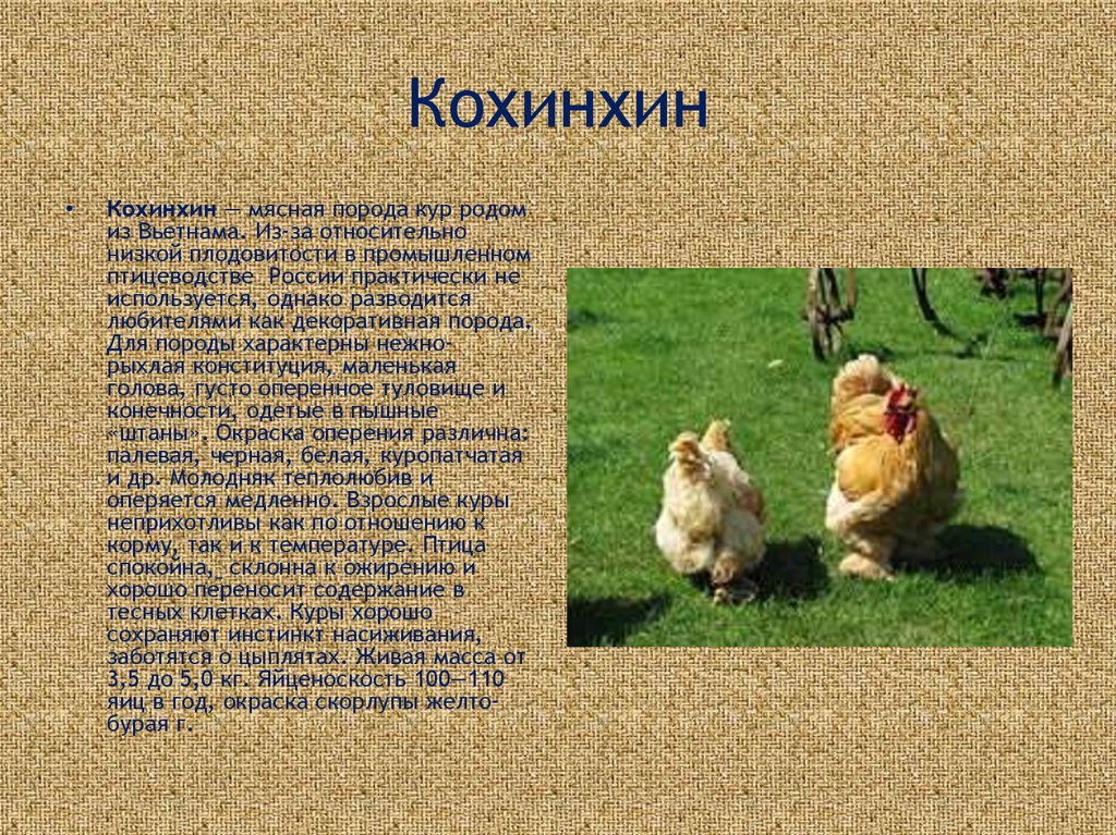 Породы кур презентация