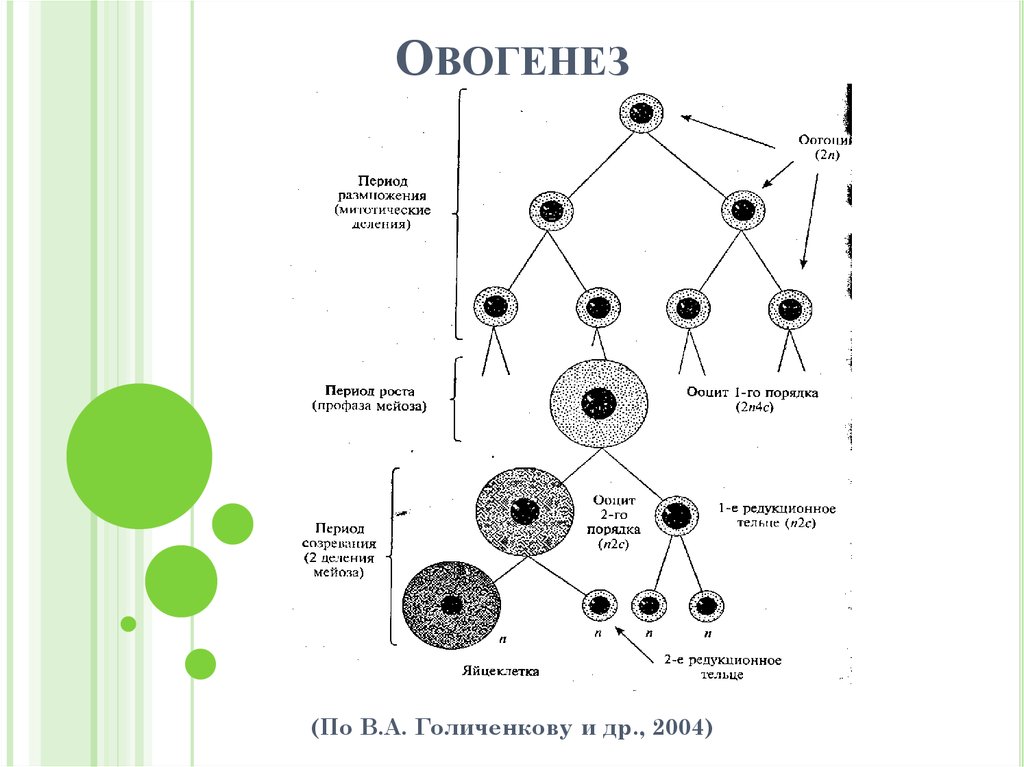 Установите последовательность этапов овогенеза образование ооцитов. Овогенез схема стадии. Схема овогенеза гистология. Фазы овогенеза схема. Стадии оогенеза схема.