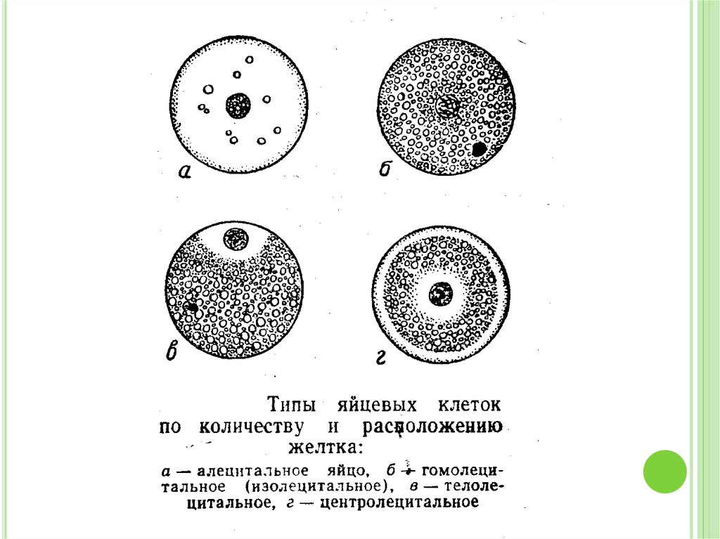 Яйцеклетка соматическая клетка. Типы яйцевых клеток по количеству желтка. Типы яйцеклеток по количеству и распределению желтка таблица. Алецитальные яйцеклетки Тип дробления. Типы яйцеклеток изолецитальные строение.