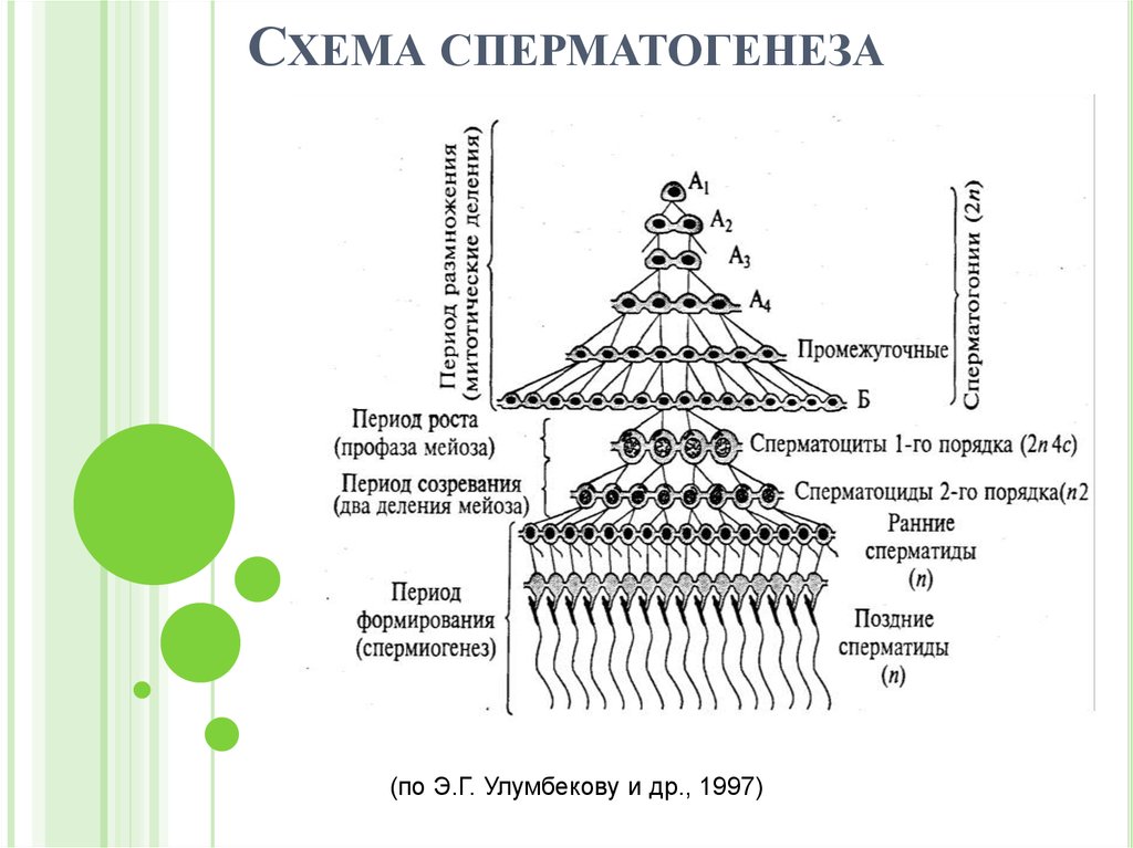 Сперматогенез и овогенез презентация