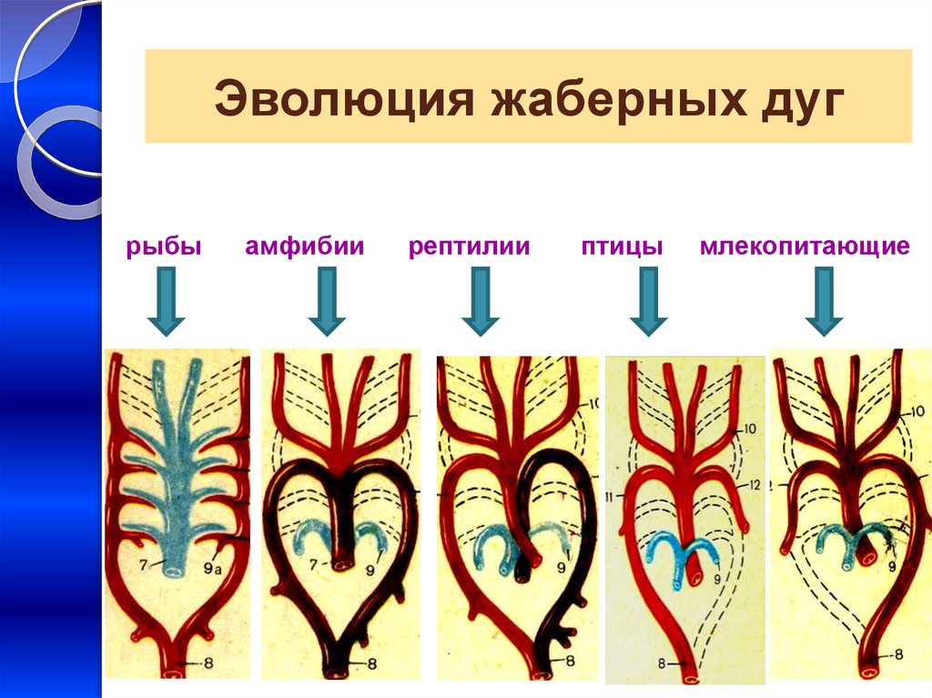 Презентация эволюция кровеносной системы