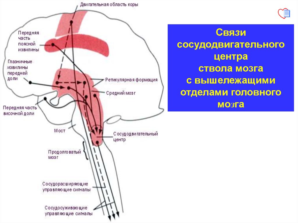 Центр дыхания и сердечно сосудистой деятельности. Сосудодвигательный центр продолговатого мозга. Сосудодвигательный центр продолговатого мозга схема. Вазомоторный центр продолговатого мозга. Отделы сосудодвигательного центра.