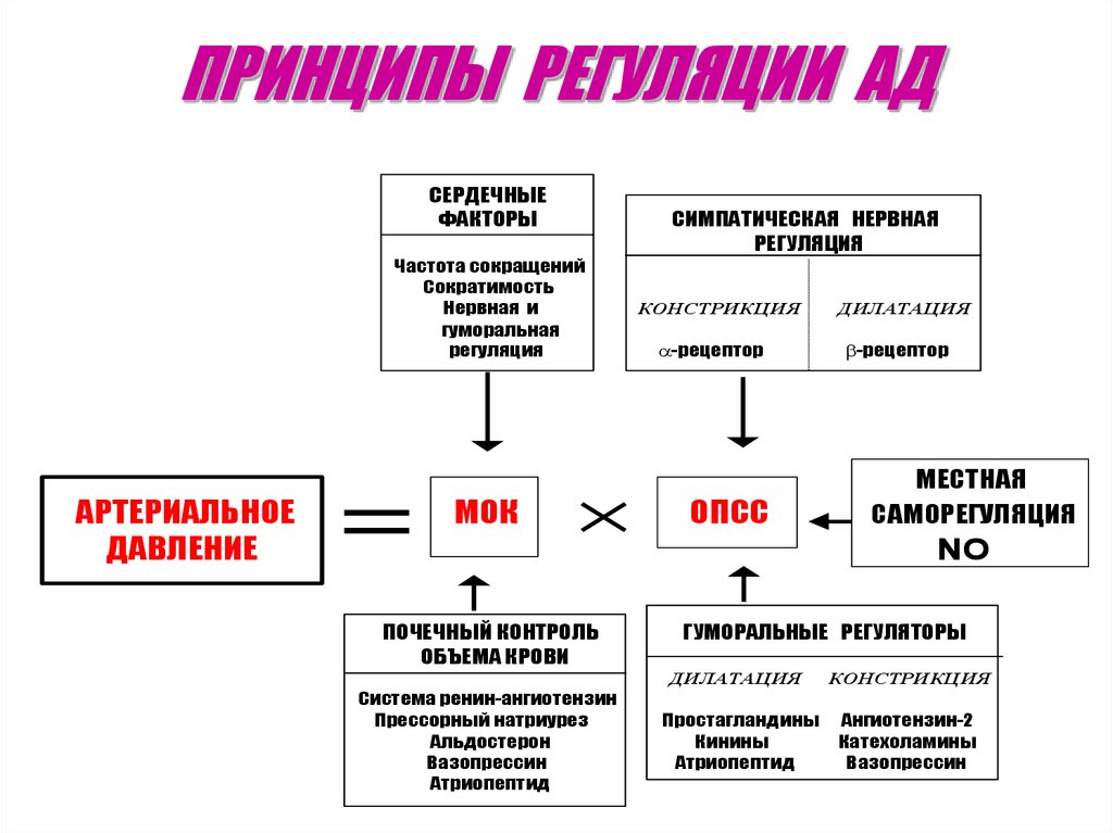 Схема регуляции артериального давления