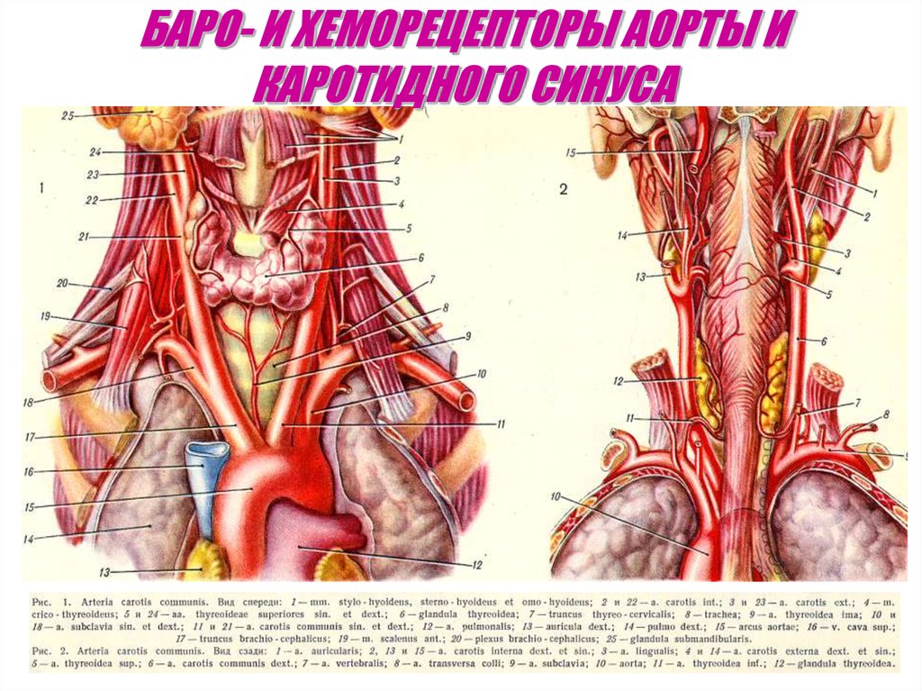 Артерия самара. Carotis communis Сонная артерия. Наружная Сонная артерия - arteria Carotis externa. Каротидный Бульбус. Баро каротидный синус.